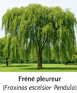 Frêne pleureur